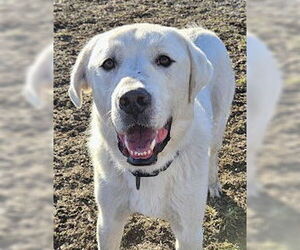 Medium Photo #2 Akbash-Great Pyrenees Mix Puppy For Sale in Missoula, MT, USA