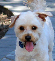 Maltipoo Dogs for adoption in Antioch, CA, USA