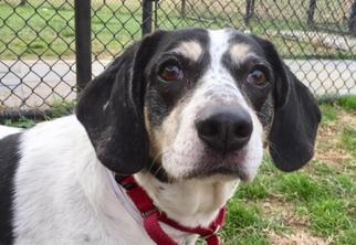 Mutt Dogs for adoption in Millersville, MD, USA