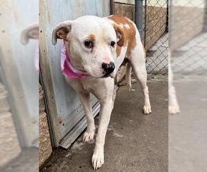 Mutt Dogs for adoption in Tulsa, OK, USA