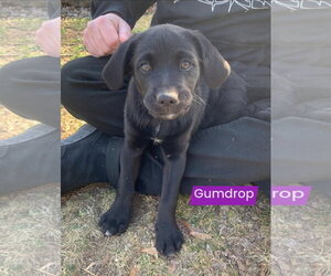 Labrador Retriever-Unknown Mix Dogs for adoption in Alexander, AR, USA