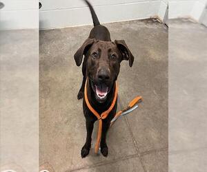 Labrador Retriever-Unknown Mix Dogs for adoption in Tavares, FL, USA