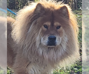 Chow Chow Dogs for adoption in Newfoundland, PA, USA