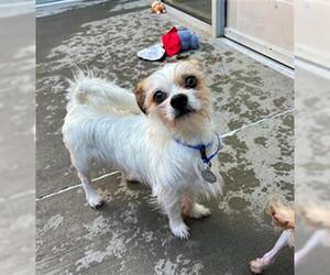 Shih Tzu-Unknown Mix Dogs for adoption in Brighton, CO, USA
