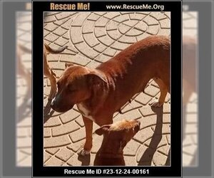 American Staffordshire Terrier-Golden Retriever Mix Dogs for adoption in Benton, PA, USA