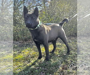 Medium Photo #12 Mutt Puppy For Sale in Boston, MA, USA