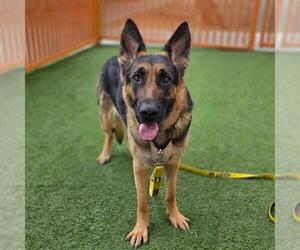 German Shepherd Dog-Unknown Mix Dogs for adoption in Las Vegas, NV, USA