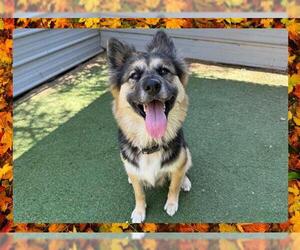 German Shepherd Dog Dogs for adoption in Ojai, CA, USA