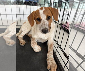 Red Heeler-Unknown Mix Dogs for adoption in The Woodlands, TX, USA