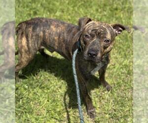 American Staffordshire Terrier Dogs for adoption in Fort Lauderdale, FL, USA