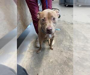 American Staffordshire Terrier-Unknown Mix Dogs for adoption in Tallahassee, FL, USA