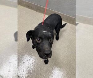 American Pit Bull Terrier-Unknown Mix Dogs for adoption in Las Vegas, NV, USA