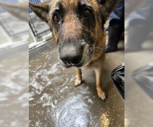 German Shepherd Dog Dogs for adoption in Stockton, CA, USA
