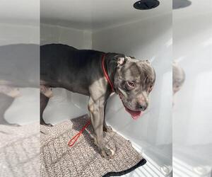 Mastiff-Unknown Mix Dogs for adoption in Sanford, FL, USA