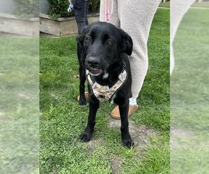 German Shepherd Dog-Unknown Mix Dogs for adoption in Stockton, CA, USA