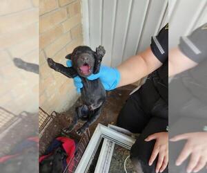 Labrador Retriever-Unknown Mix Dogs for adoption in San Antonio, TX, USA