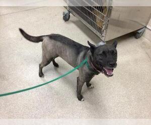 Akita-Unknown Mix Dogs for adoption in Riverside, CA, USA