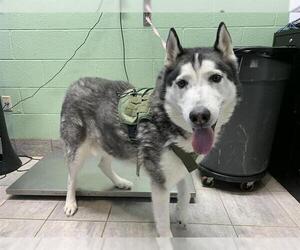 Siberian Husky-Unknown Mix Dogs for adoption in Grand Prairie, TX, USA