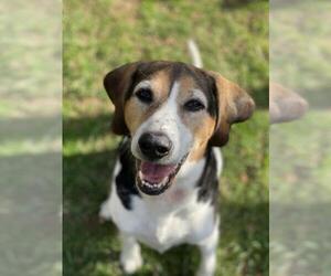 Treeing Walker Coonhound-Unknown Mix Dogs for adoption in Rochester, NY, USA