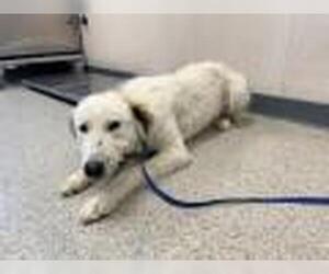 Great Pyrenees-Unknown Mix Dogs for adoption in Visalia, CA, USA