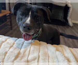 Mutt Dogs for adoption in Westwood, NJ, USA