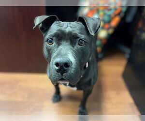 American Pit Bull Terrier-Unknown Mix Dogs for adoption in Ocala, FL, USA