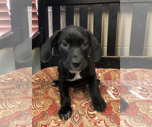 German Shorthaired Lab Dogs for adoption in Amarillo, TX, USA