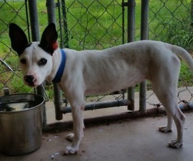 Rat Terrier-Unknown Mix Dogs for adoption in Ben Wheeler, TX, USA