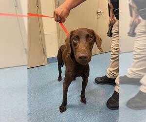 Labrador Retriever Dogs for adoption in Pearland, TX, USA