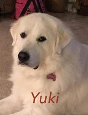 Great Pyrenees Dogs for adoption in Concord, NC, USA