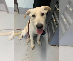 Labrador Retriever-Unknown Mix Dogs for adoption in Corpus Christi, TX, USA