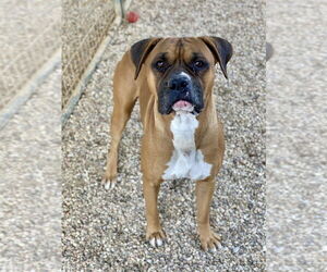 Boxer Dogs for adoption in Austin, TX, USA