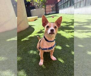 Chihuahua-Unknown Mix Dogs for adoption in San Francisco, CA, USA