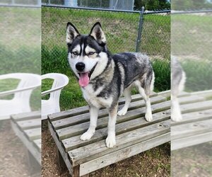 - Mix Dogs for adoption in Batavia, NY, USA