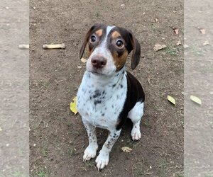 Beagle-Unknown Mix Dogs for adoption in Godfrey, IL, USA