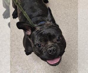 French Bulldog Dogs for adoption in Bakersfield, CA, USA