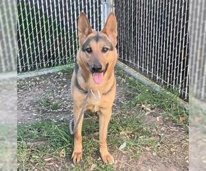 German Shepherd Dog Dogs for adoption in Camarillo, CA, USA