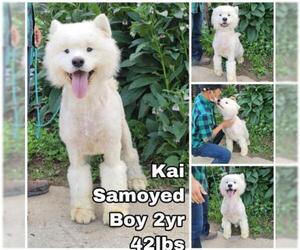 Samoyed Dogs for adoption in Seattle, WA, USA