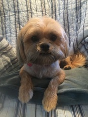 Shih Tzu Dogs for adoption in Tomball, TX, USA