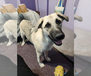 German Shepherd Dog-Great Pyrenees Mix Dogs for adoption in Caldwell, NJ, USA