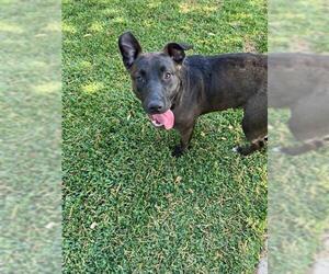 American Pit Bull Terrier Dogs for adoption in Downey, CA, USA