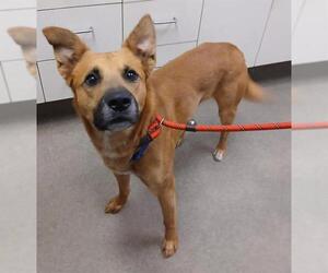 German Shepherd Dog-Unknown Mix Dogs for adoption in HESPERIA, CA, USA