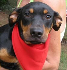 Coonhound-Pointer Mix Dogs for adoption in Snellville, GA, USA