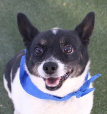 Chihuahua Dogs for adoption in Las Vegas, NV, USA