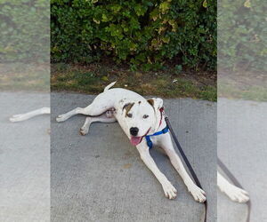 Mutt Dogs for adoption in Elmsford, NY, USA