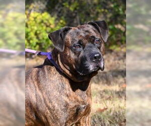 Mutt Dogs for adoption in Glen Allen, VA, USA