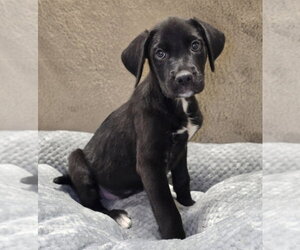 American Staffordshire Terrier-Labrador Retriever Mix Dogs for adoption in Lakewood, CO, USA
