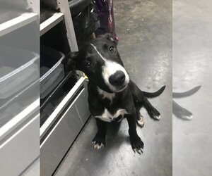 Labrador Retriever-Unknown Mix Dogs for adoption in Athens, TX, USA