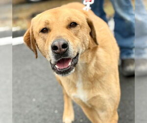 German Shepherd Dog-Great Pyrenees Mix Dogs for adoption in Canton, CT, USA