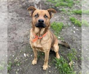 Mastiff-Unknown Mix Dogs for adoption in Modesto, CA, USA
